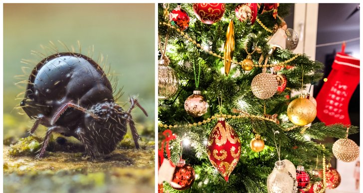 Insekter, Julen 2022, Julgran